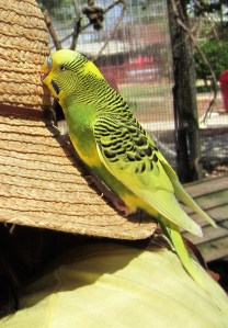 Bird eating my hat at the Gulf Breeze Zoo near Pensacola, Florida