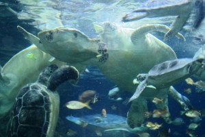 My favorite attraction -- Sea Turtles at Sea World in San Diego!