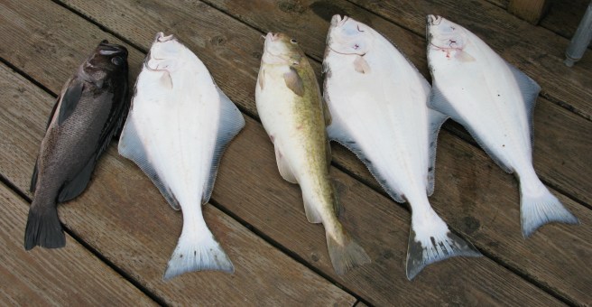 Our first Alaskan Catch in 2008