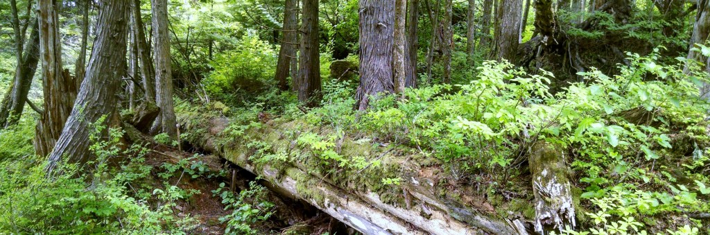 Alaskan trail on Prince of Wales Island.