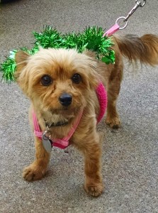 My Pixie loves walks, hikes and fun runs!  (c) 2015 Patricia J. Angus