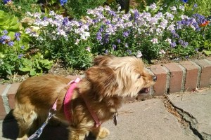 Trixie's hike uphill from the Carmel Beach © 2015 Patricia J. Angus