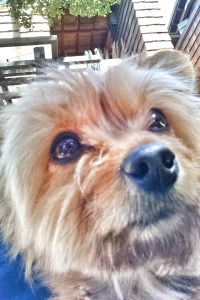 Trixie my little chorkie pixie © 2015 Patricia J. Angus