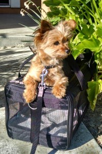 Trixie is ready for travel! © 2015 Patricia J. Angus