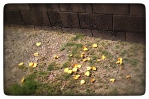 The Yellow Rose Petal Ritual was healing and brought closure