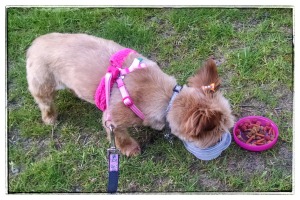 Trixie enjoys lunch at a park n Ketchikan -- when she wasn't barking at other dogs!  (c) 2015 Patricia J. Angus
