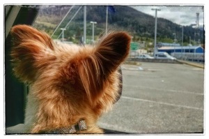 Trixie waits for the ferry ride in Ketchikan, Alaska (c) 2015 Patricia J. Angus