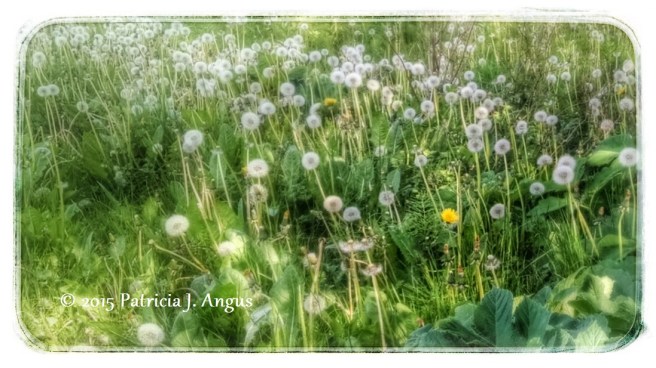 My personal favorite -- Look at that one lonely yellow dandelion. (c) 2015 Patricia J. Angus
