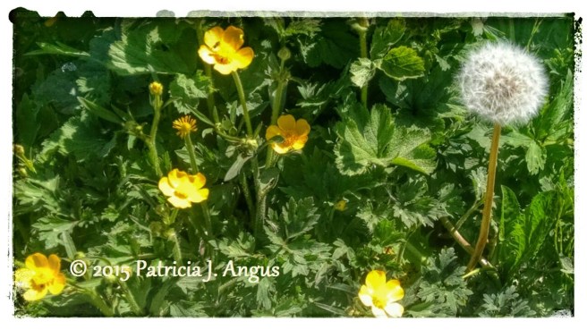 Buttercups in Bloom (c) 2015 Patricia J. Angus