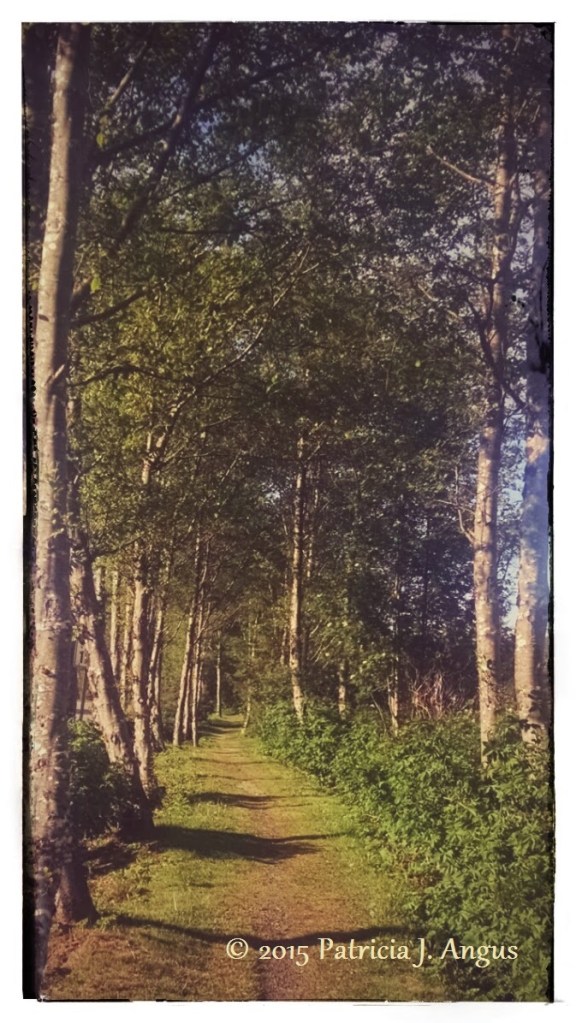 Memory Trail (c) Patricia J. Angus