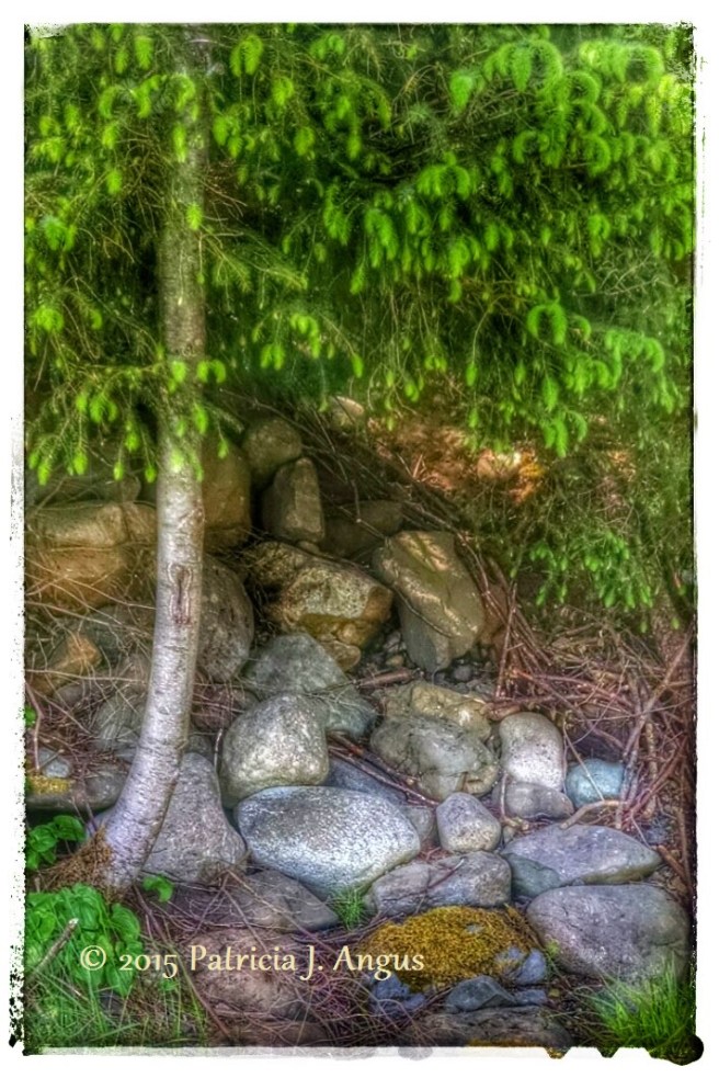 Tree with Rocks (c) 2015 Patricia J. Angus