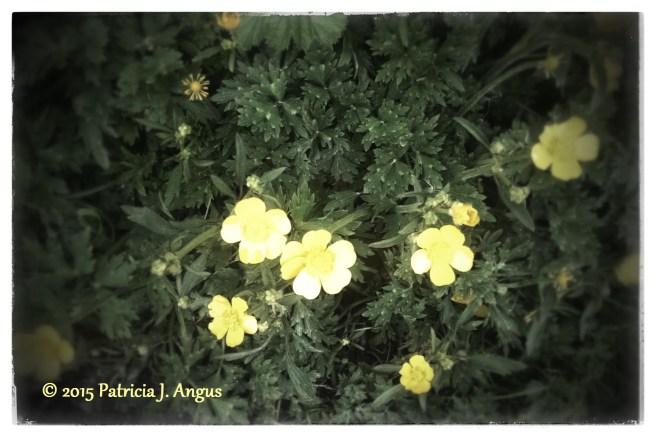 Chilled Buttercups (c) 2015 Patricia J. Angus