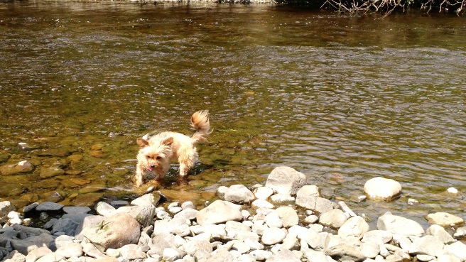 Trixie explores the river.  (c) Patricia J. Angus
